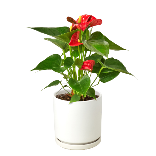 Anthurium 'Red' - Holiday Corner