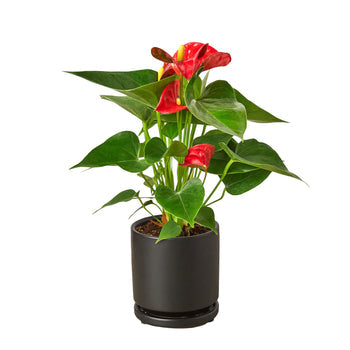 Anthurium 'Red' - Holiday Corner