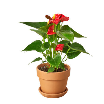 Anthurium 'Red' - Holiday Corner