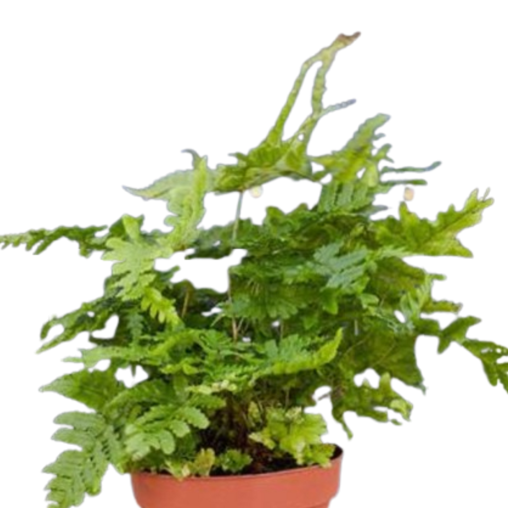 'Autumn' Fern - 4" Pot - NURSERY POT ONLY - Holiday Corner