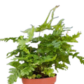 'Autumn' Fern - 4" Pot - NURSERY POT ONLY - Holiday Corner