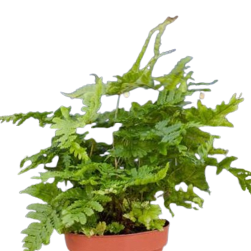 'Autumn' Fern - 4" Pot - NURSERY POT ONLY - Holiday Corner