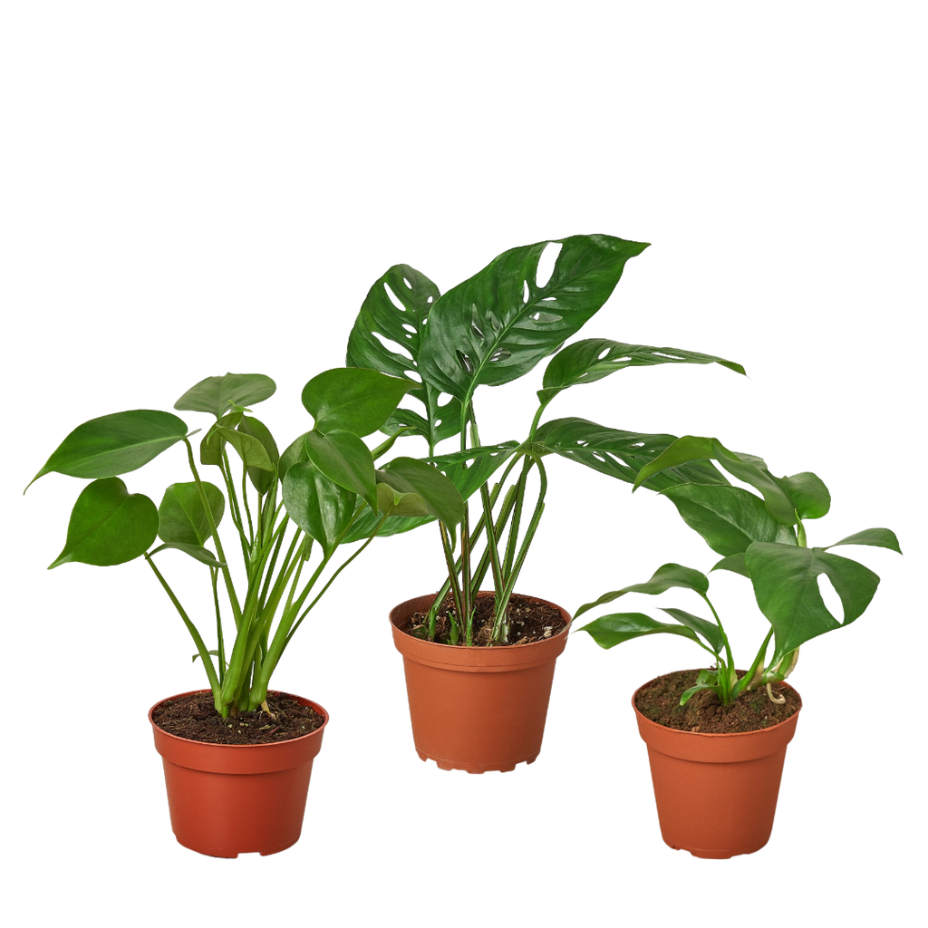 Monstera Bundle - Holiday Corner