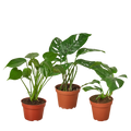 Monstera Bundle - Holiday Corner