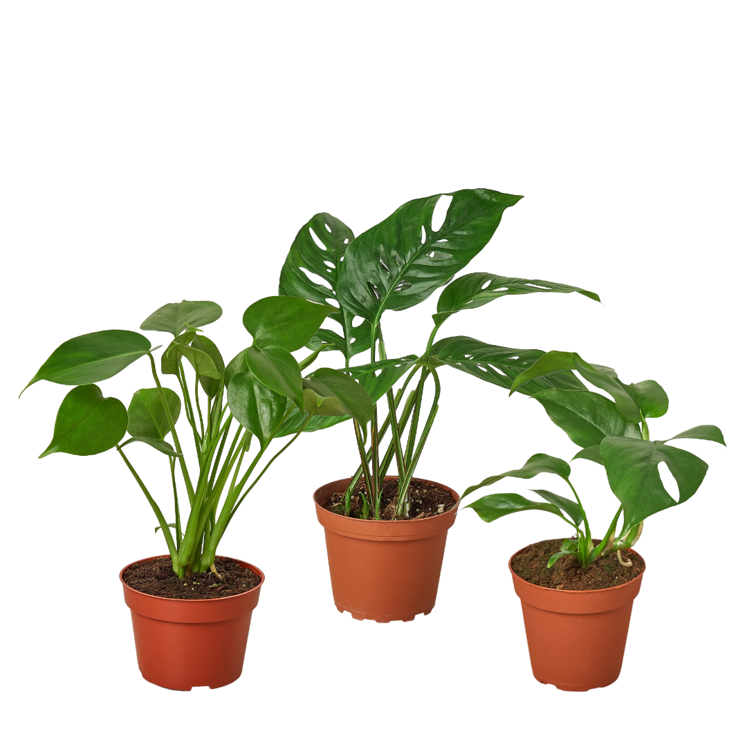 Monstera Bundle - Holiday Corner