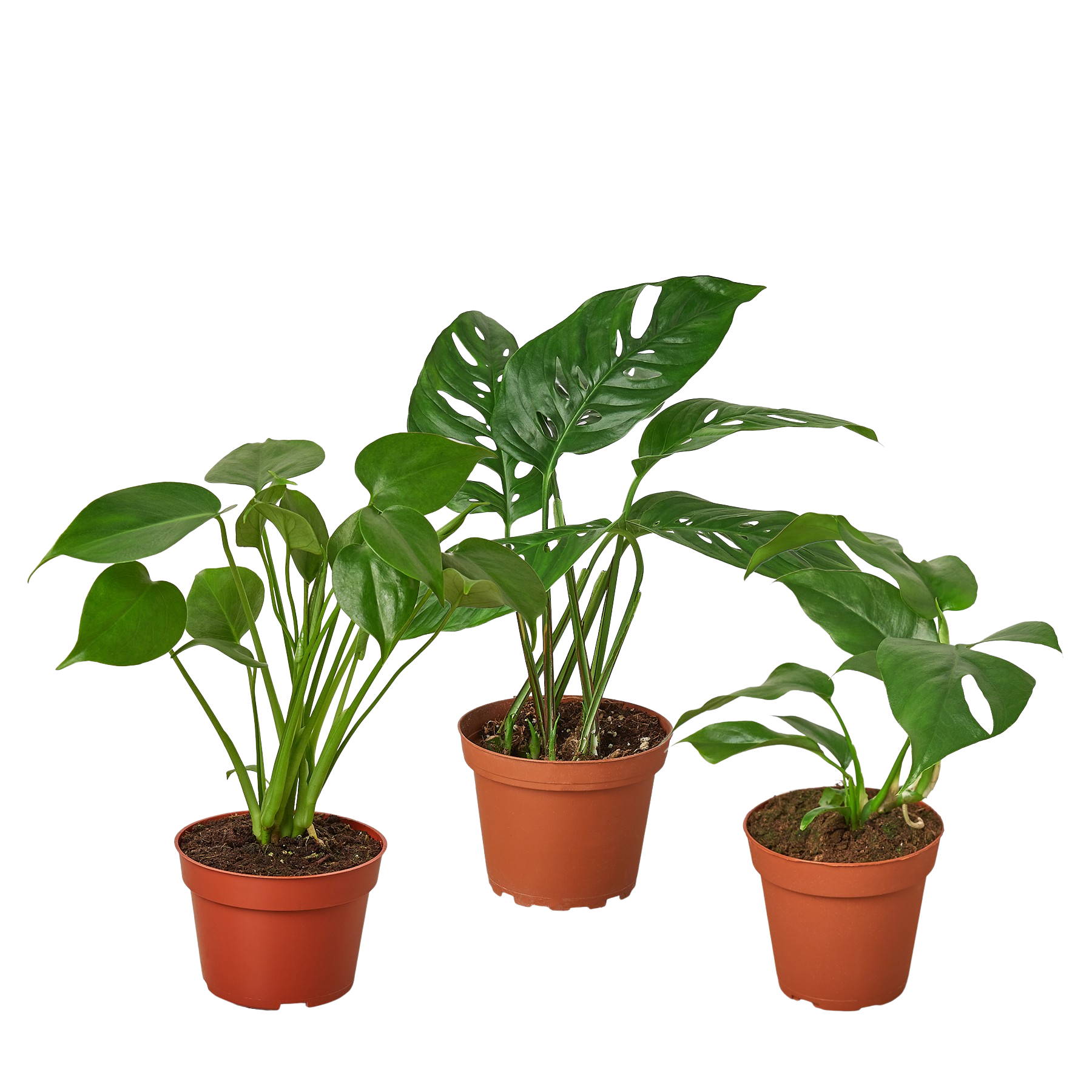 Monstera Bundle - Holiday Corner