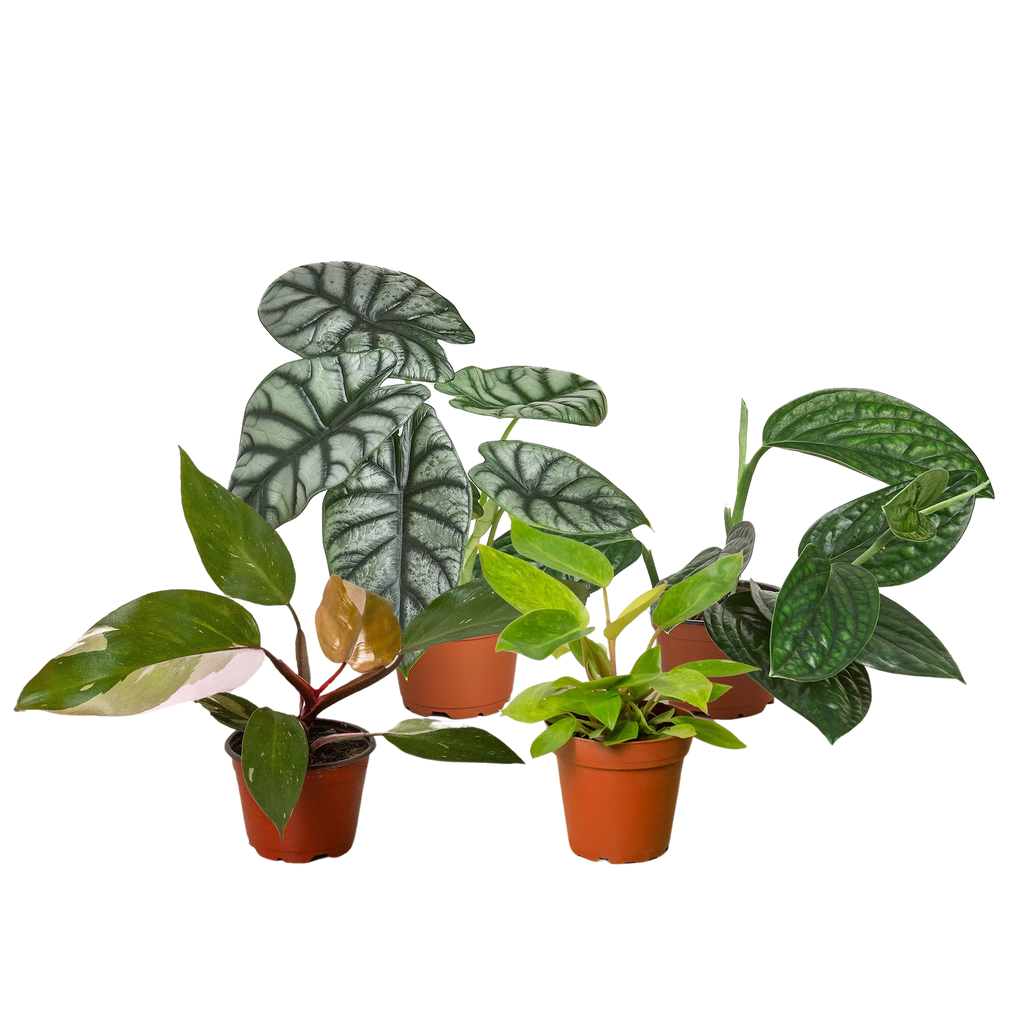 Rare Plant Bundle - Holiday Corner