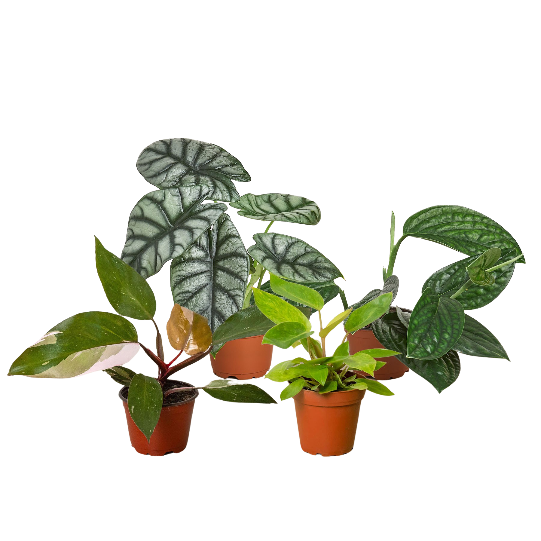 Rare Plant Bundle - Holiday Corner