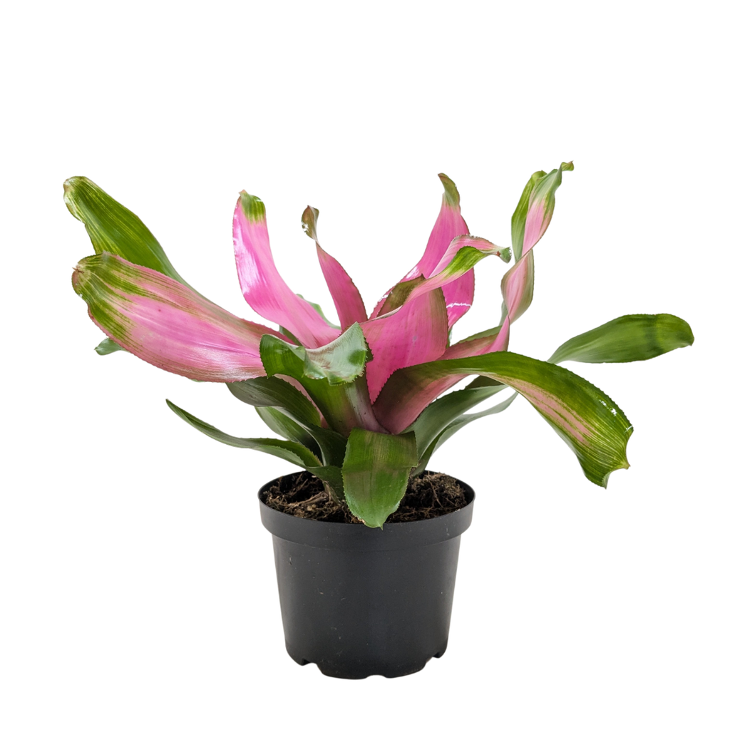 Bromeliad 'Donna' - Holiday Corner
