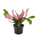 Bromeliad 'Donna' - Holiday Corner