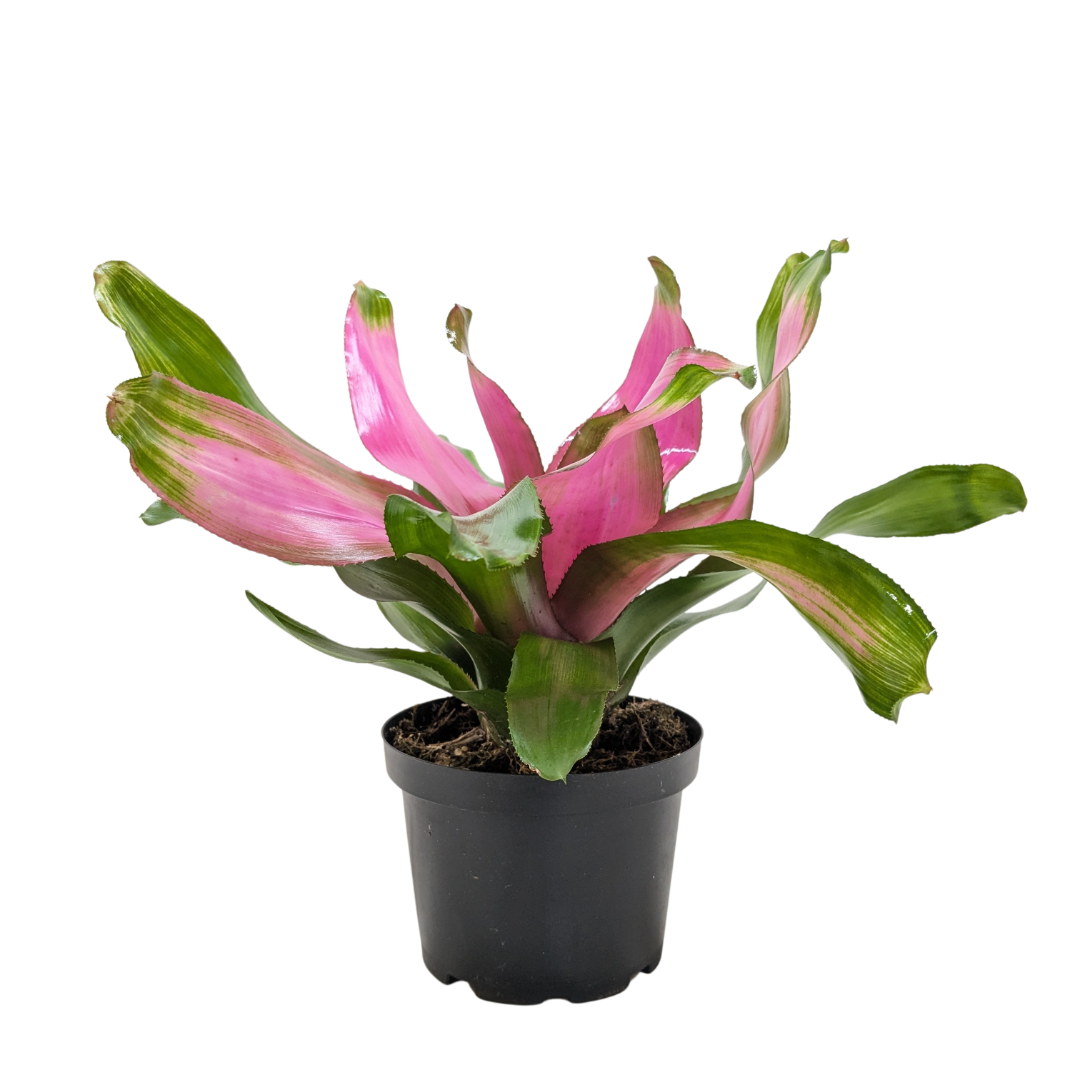Bromeliad 'Donna' - Holiday Corner