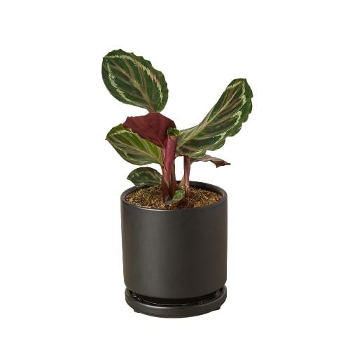 Calathea Roseopicta 'Medallion' - Holiday Corner