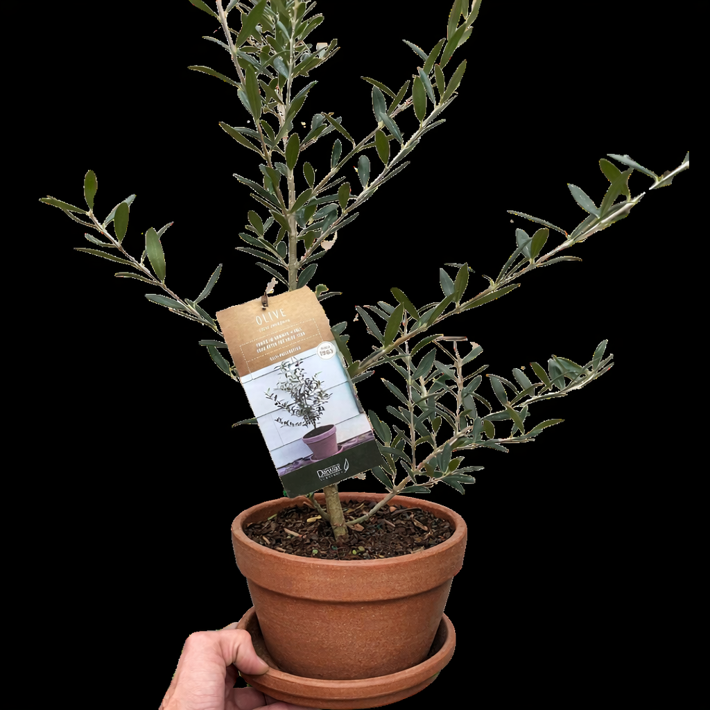 Common Olive Tree (Olea europaea) - Holiday Corner