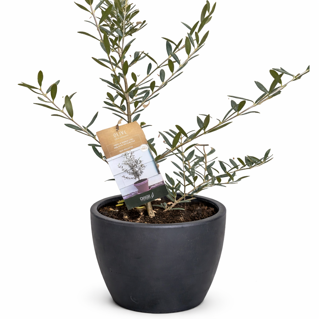 Common Olive Tree (Olea europaea) - Holiday Corner
