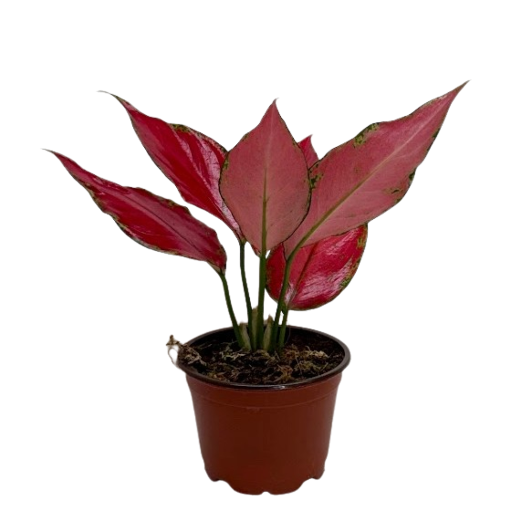 Chinese Evergreen 'Ruby Garuda' - Holiday Corner