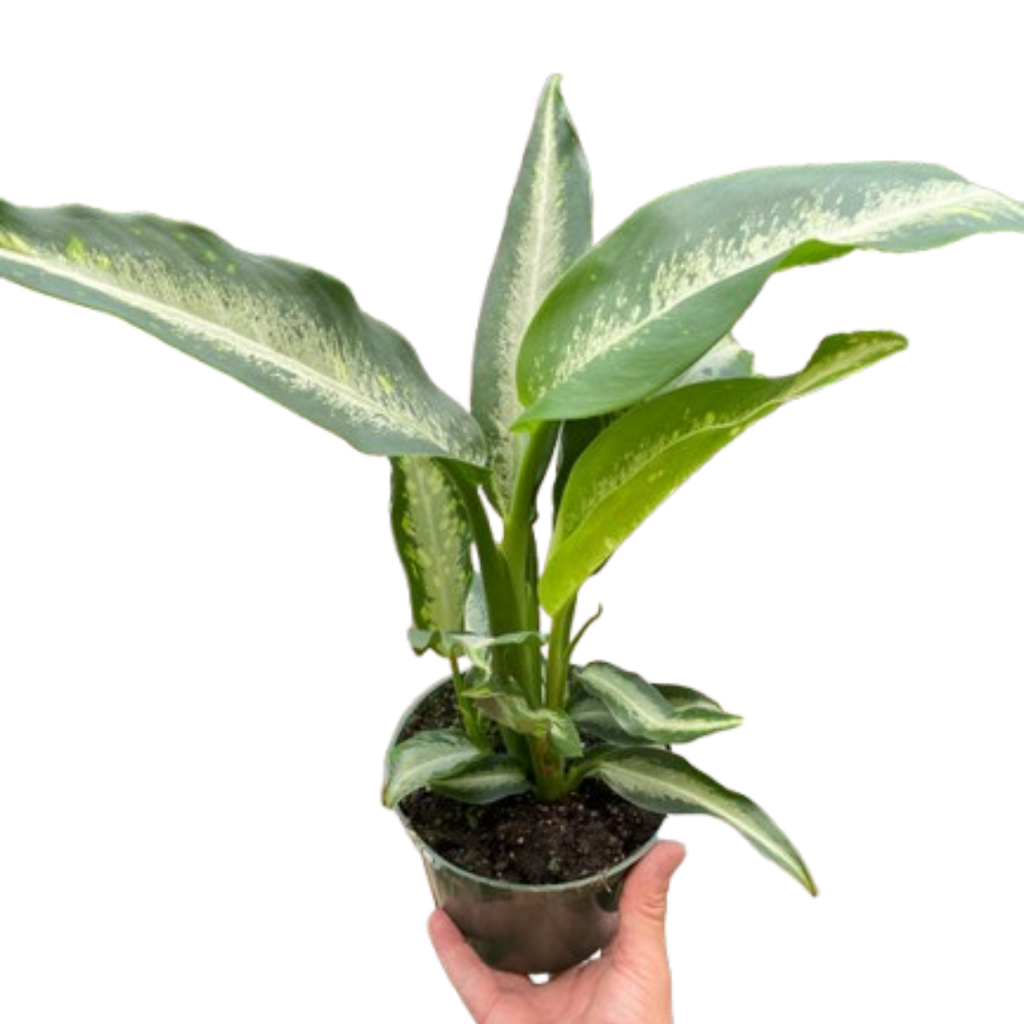 Dieffenbachia Panther - Holiday Corner