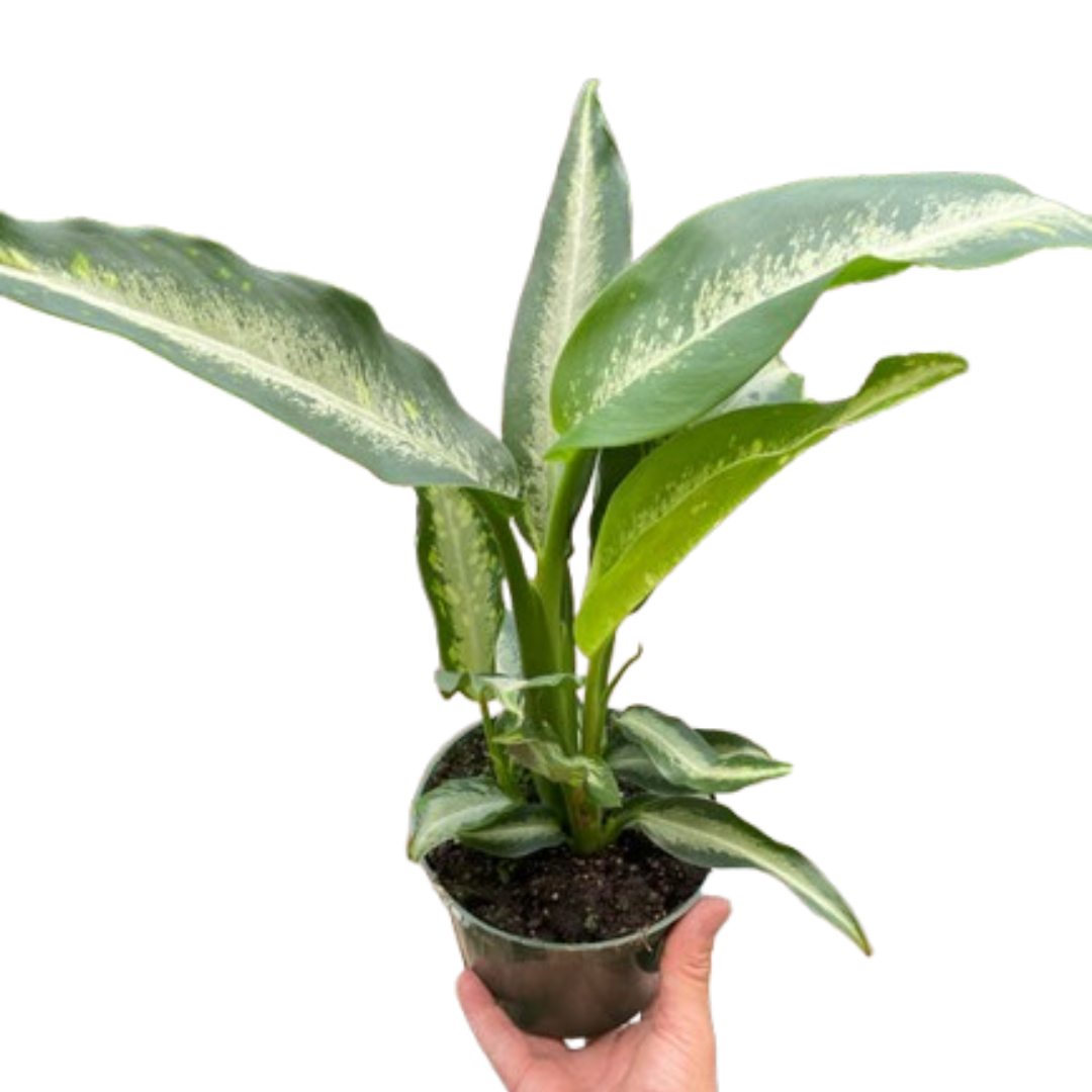 Dieffenbachia Panther - Holiday Corner