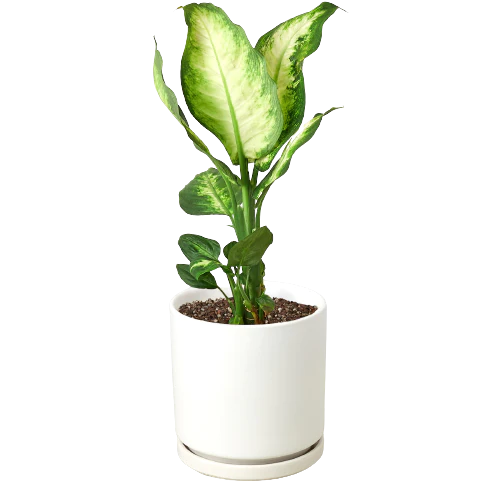 Dieffenbachia Camille - Holiday Corner