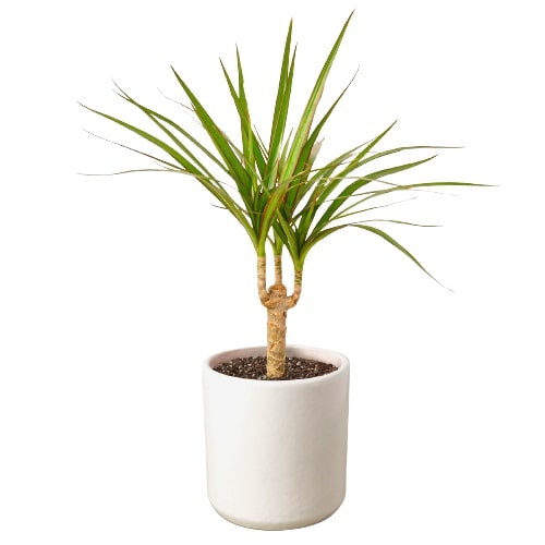 Dracaena Marginata Cane - Holiday Corner