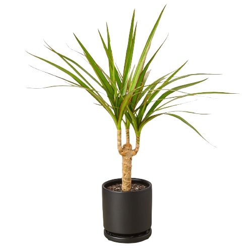 Dracaena Marginata Cane - Holiday Corner