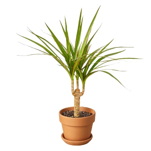 Dracaena Marginata Cane - Holiday Corner
