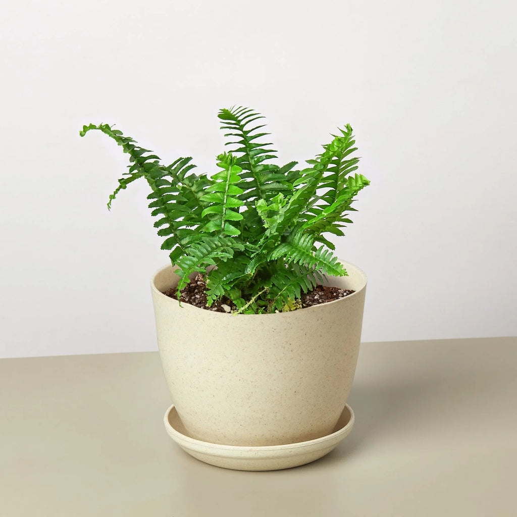 Jester's Crown Fern - Holiday Corner