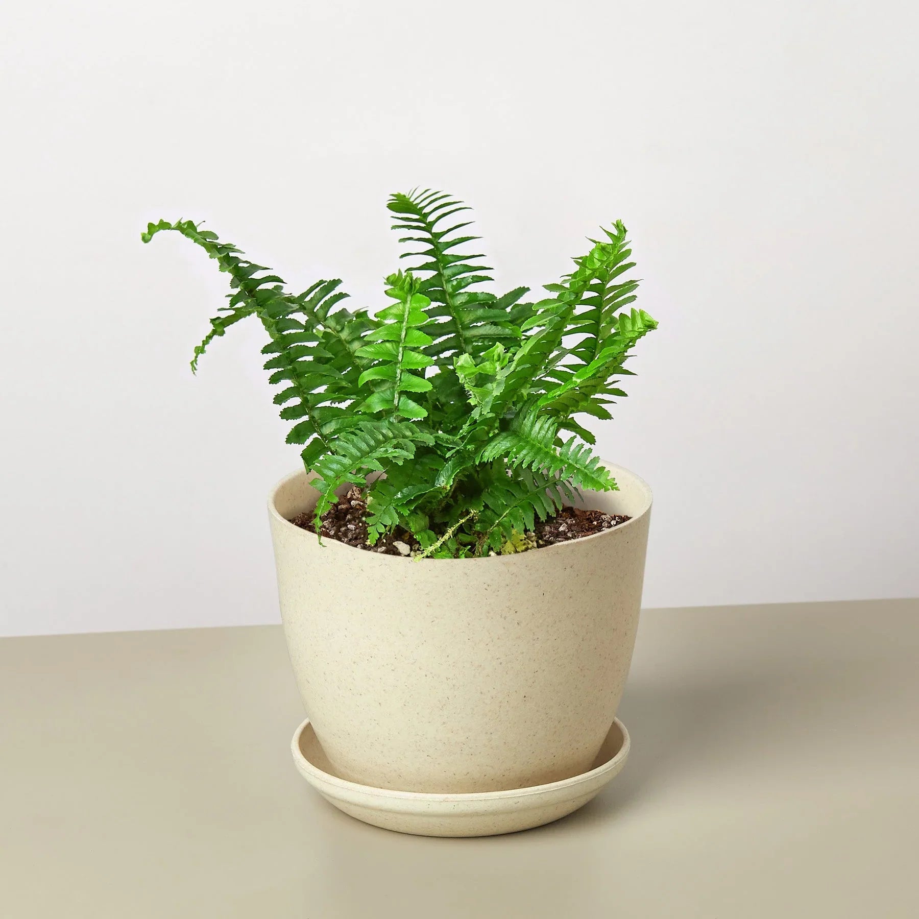 Jester's Crown Fern - Holiday Corner