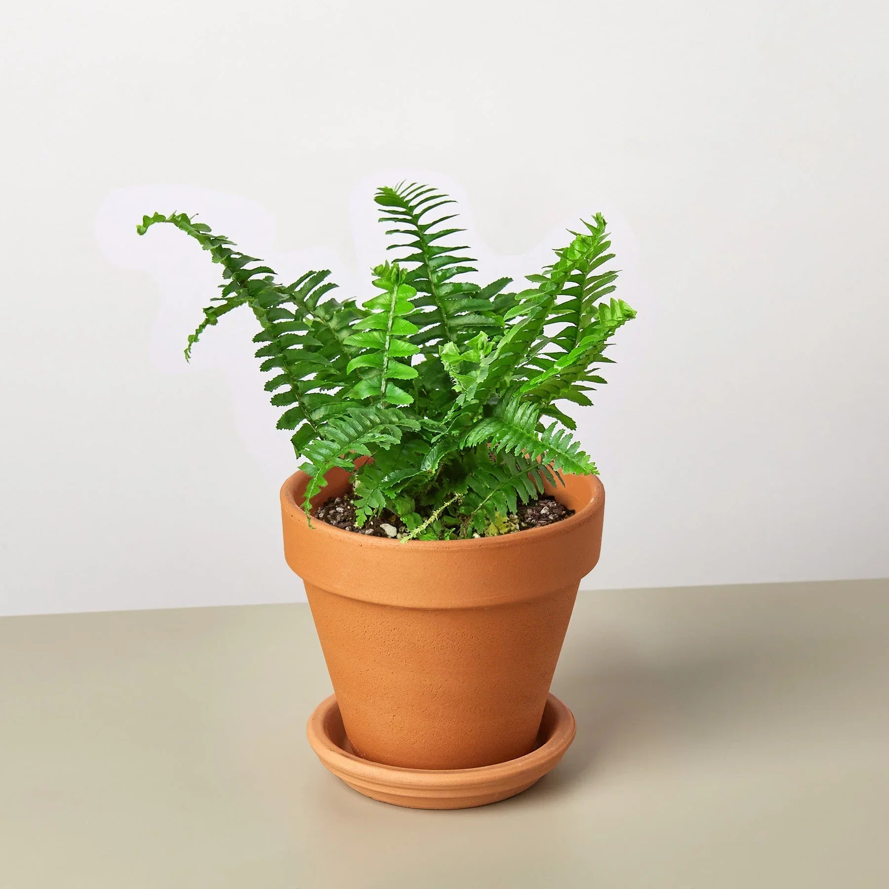 Jester's Crown Fern - Holiday Corner