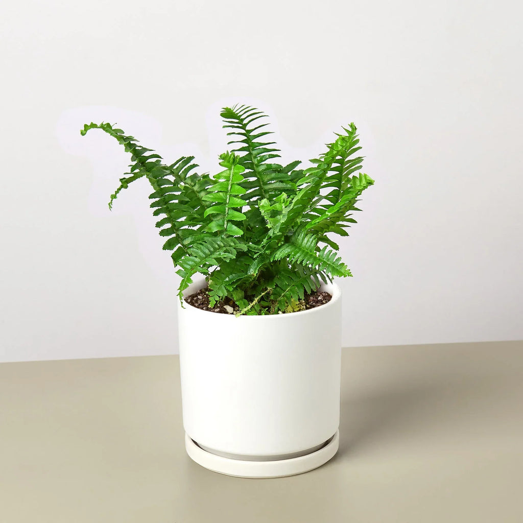 Jester's Crown Fern - Holiday Corner