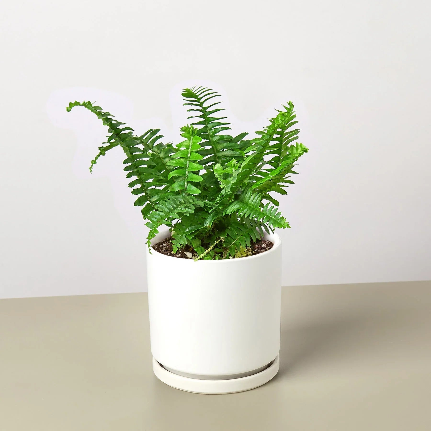 Jester's Crown Fern - Holiday Corner