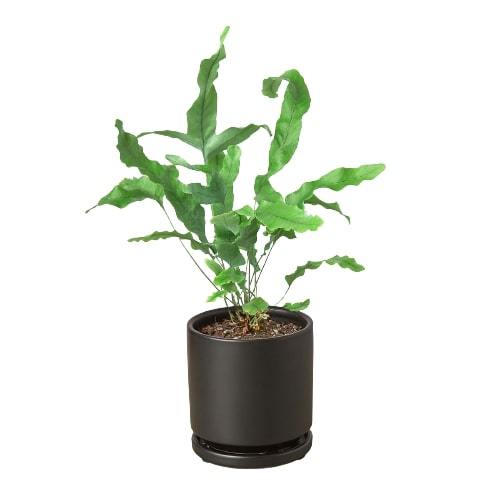 Fern 'Blue Star' - Holiday Corner