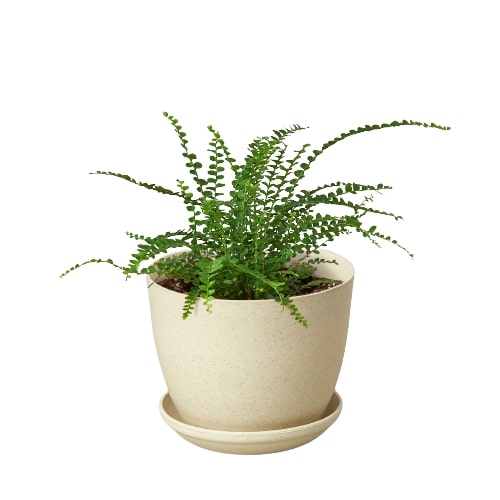 Fern 'Lemon Button' - Holiday Corner