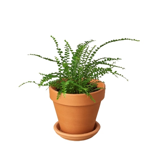Fern 'Lemon Button' - Holiday Corner