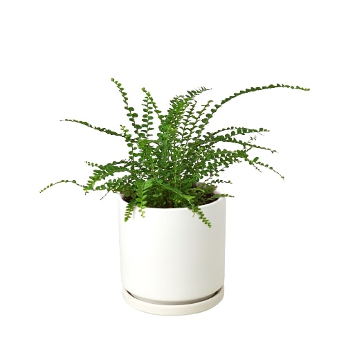 Fern 'Lemon Button' - Holiday Corner