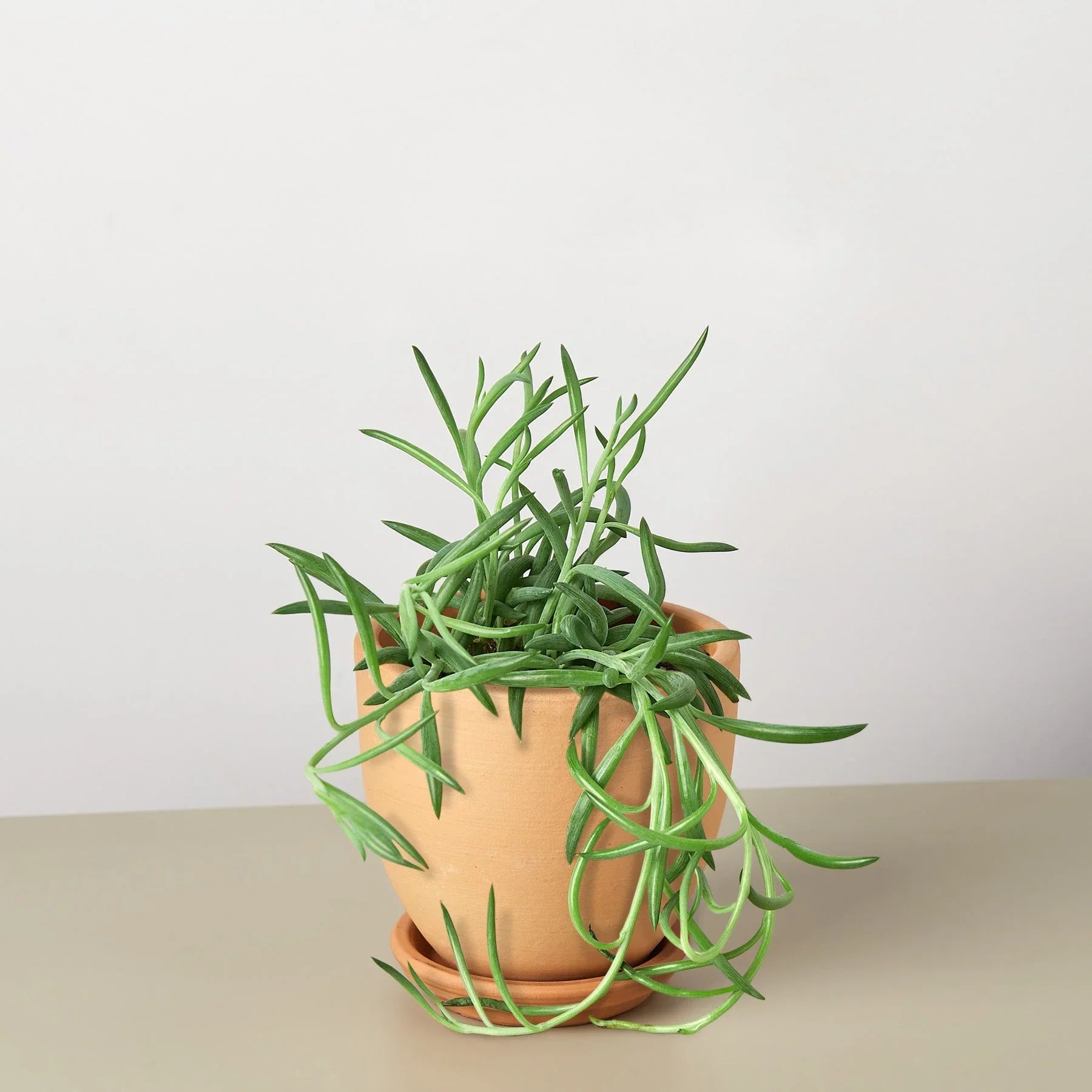 Senecio Succulent 'Fish Hooks' - Holiday Corner