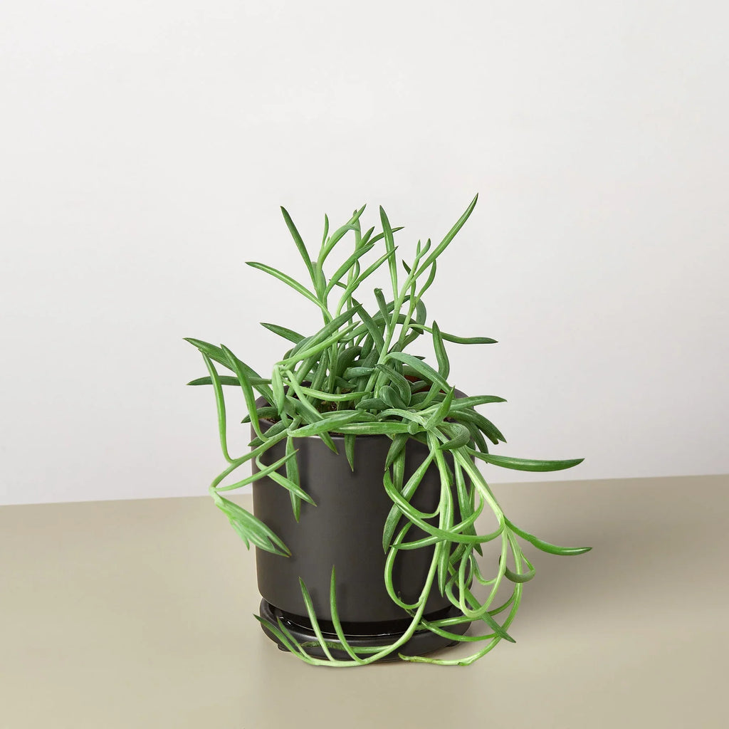 Senecio Succulent 'Fish Hooks' - Holiday Corner