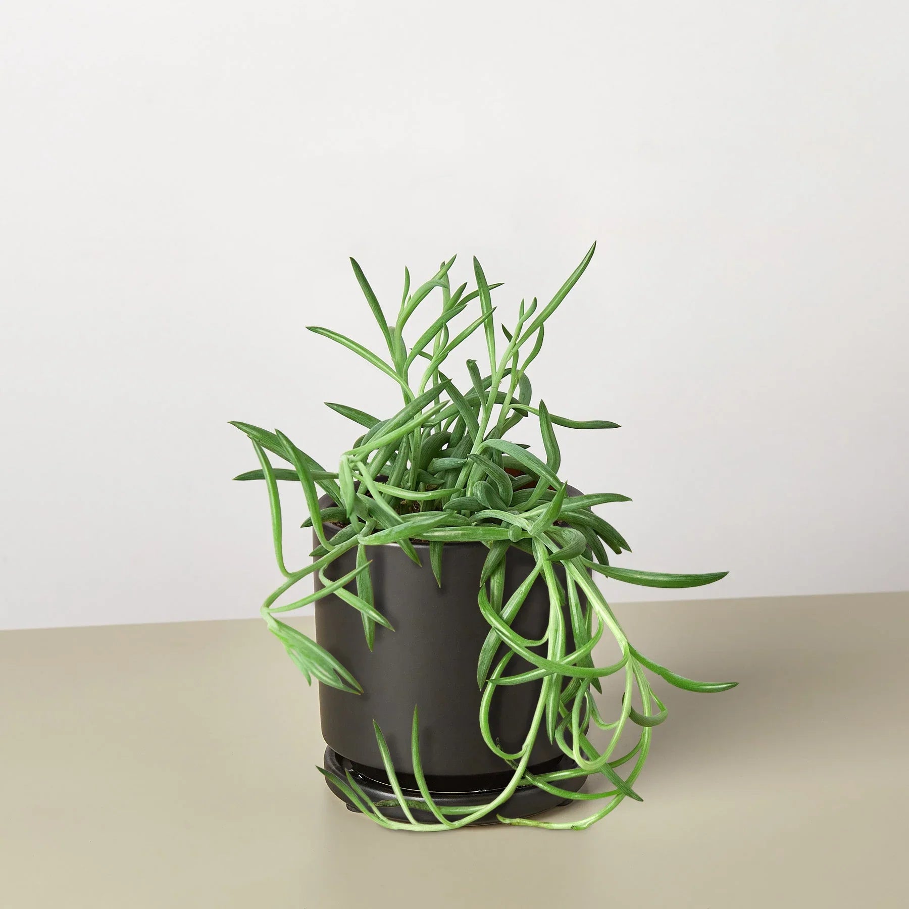 Senecio Succulent 'Fish Hooks' - Holiday Corner