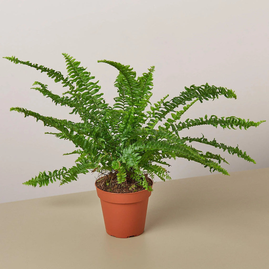 Jester's Crown Fern - Holiday Corner