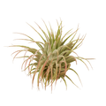 Tillandsia Air Plant Ionantha Guatemala - Holiday Corner
