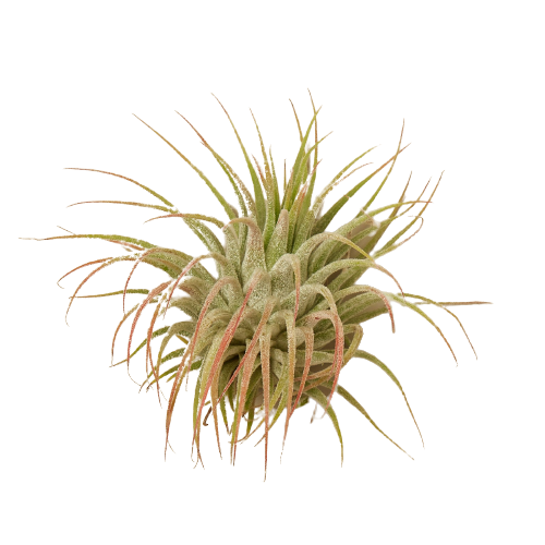 Tillandsia Air Plant Ionantha Guatemala - Holiday Corner