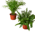 2 - 6" Pet-Friendly Plants Premium Subscription box - Holiday Corner