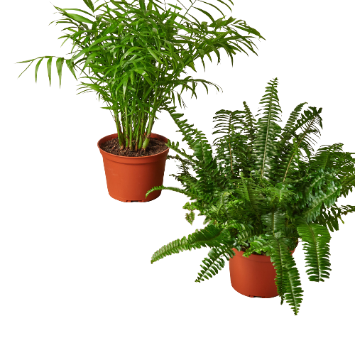 2 - 6" Pet-Friendly Plants Premium Subscription box - Holiday Corner