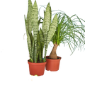2 - 6" Indoor Plants Premium Subscription box - Holiday Corner