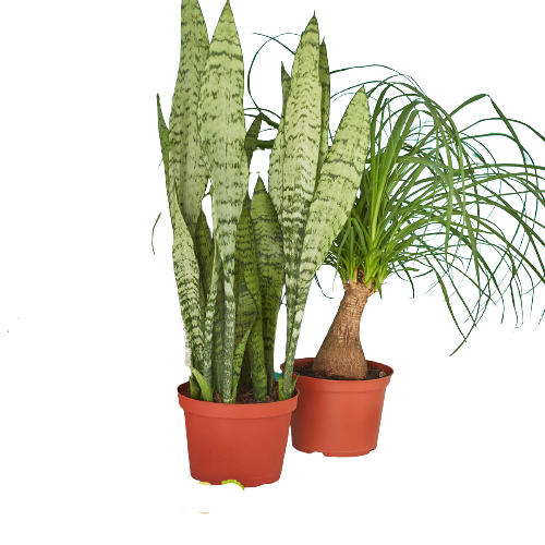 2 - 6" Indoor Plants Premium Subscription box - Holiday Corner