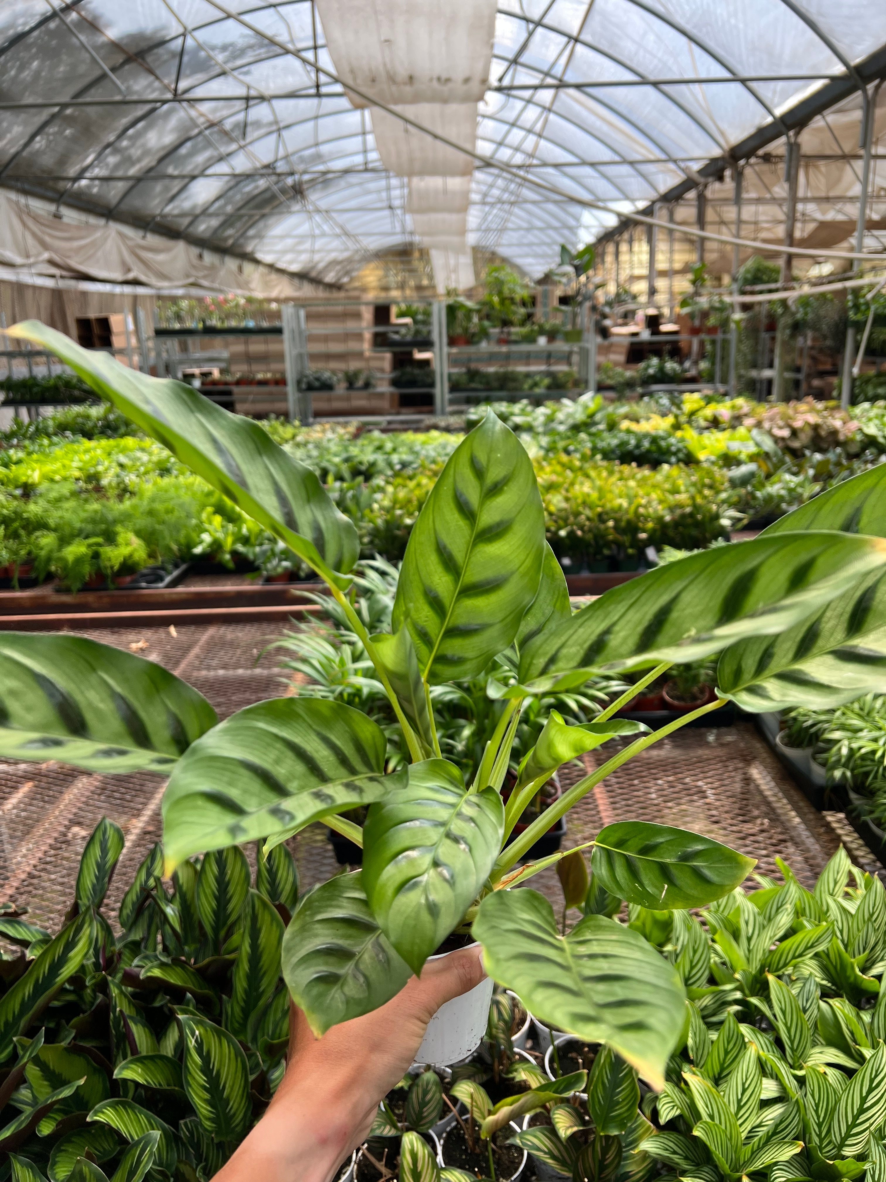 Calathea Leopardina - Holiday Corner