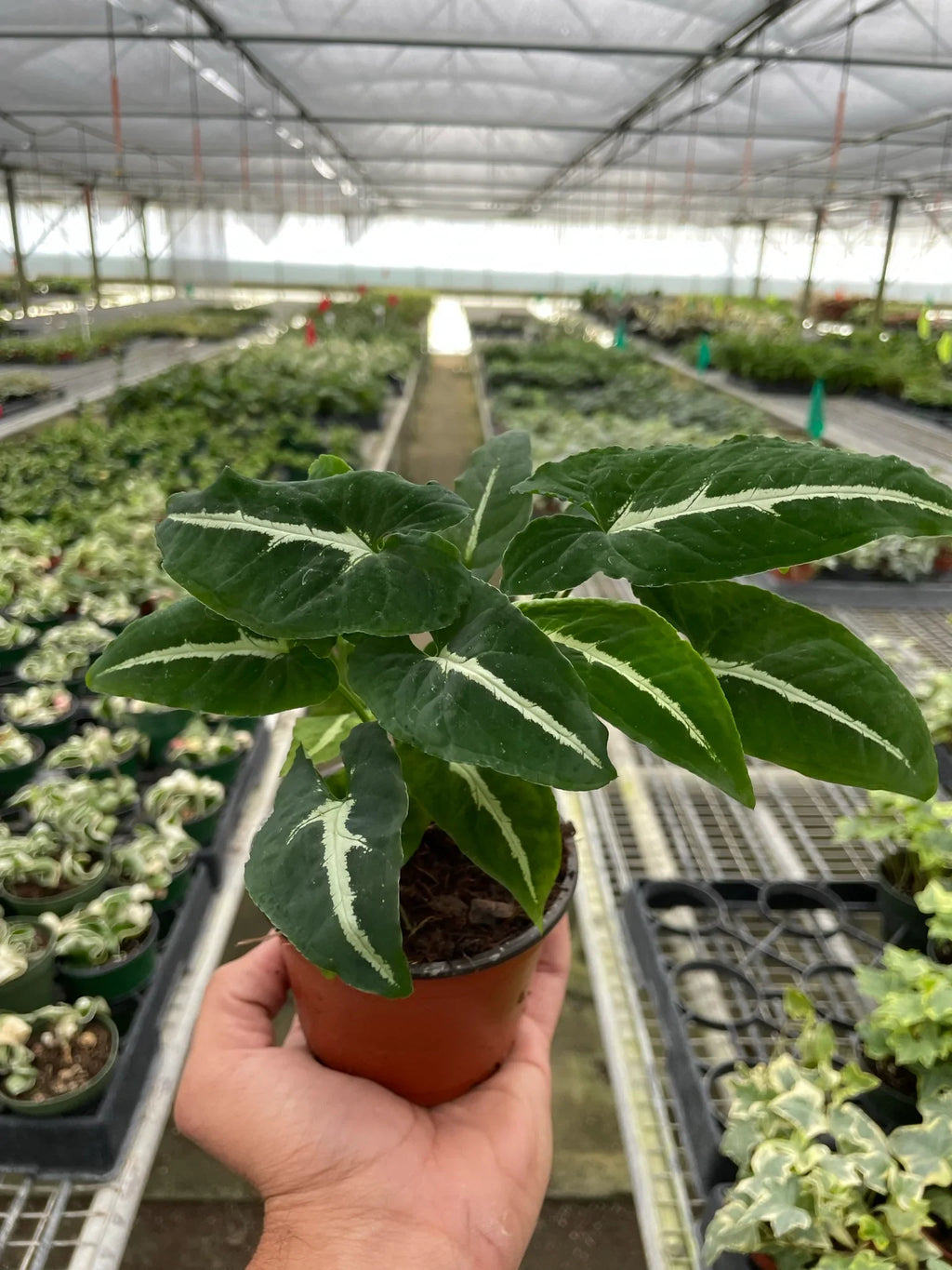 Syngonium wendlandii 'Black Velvet' - Holiday Corner