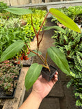 Philodendron Red Emerald - Holiday Corner