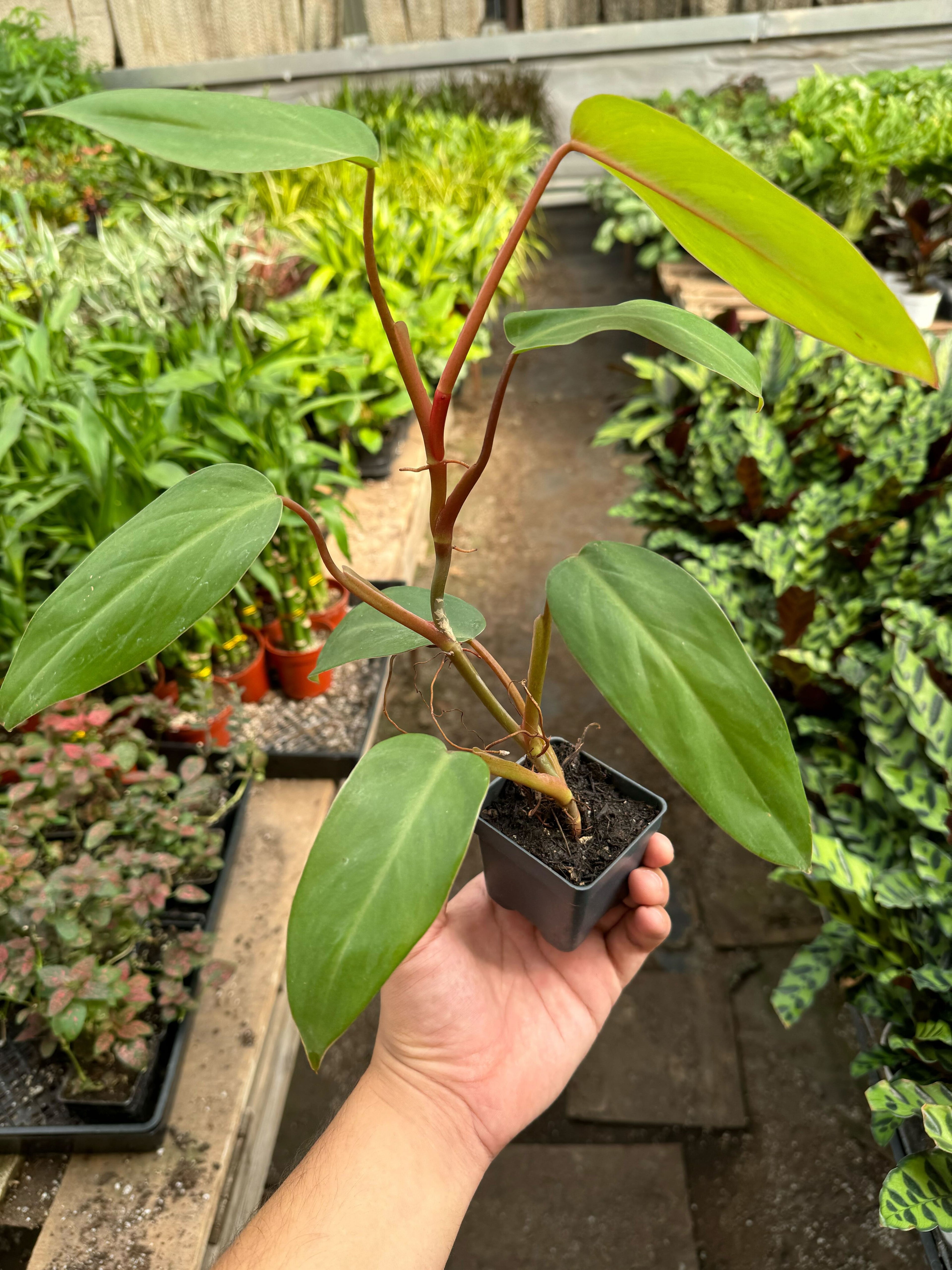 Philodendron Red Emerald - Holiday Corner