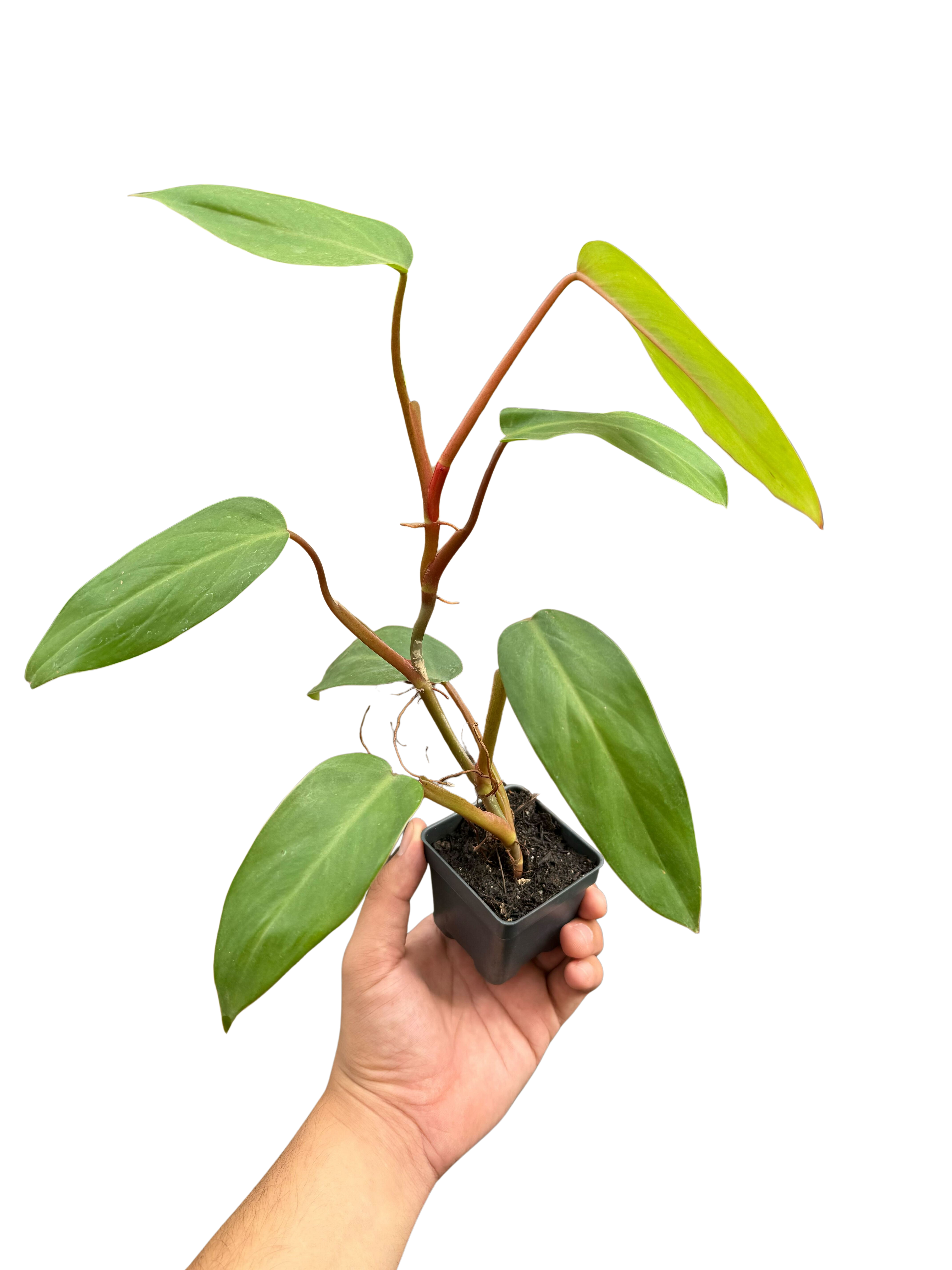 Philodendron Red Emerald - Holiday Corner