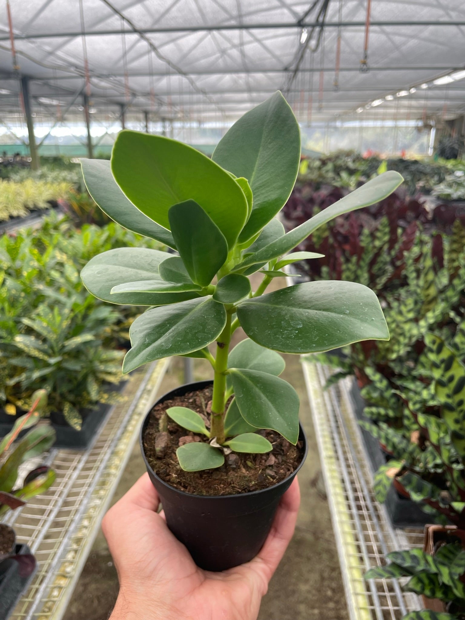 Clusia 'Princess' (Autograph Plant) - Holiday Corner